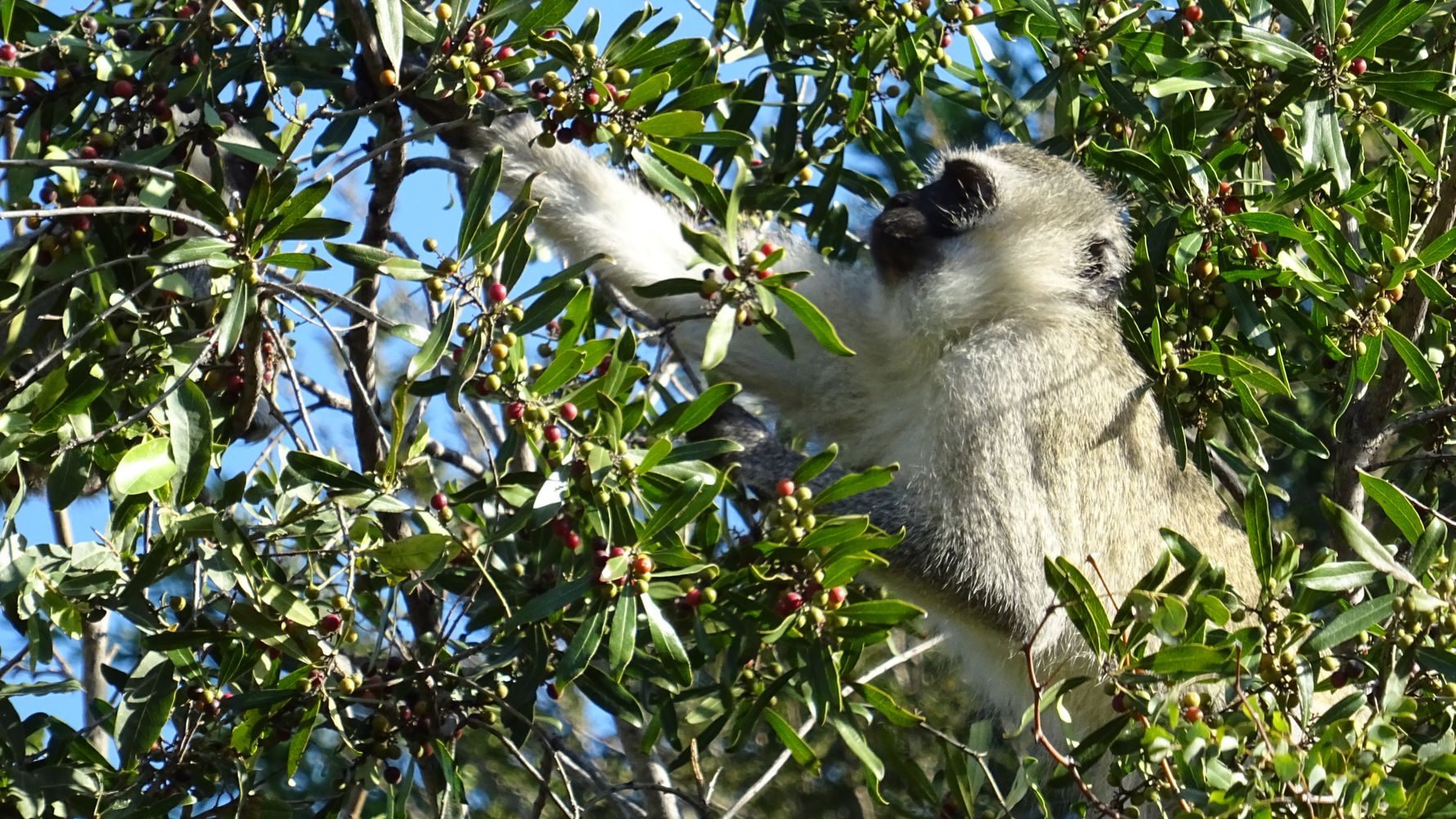 erfahrungsberichte-safari-guide-rangerausbildung-affe-natucate