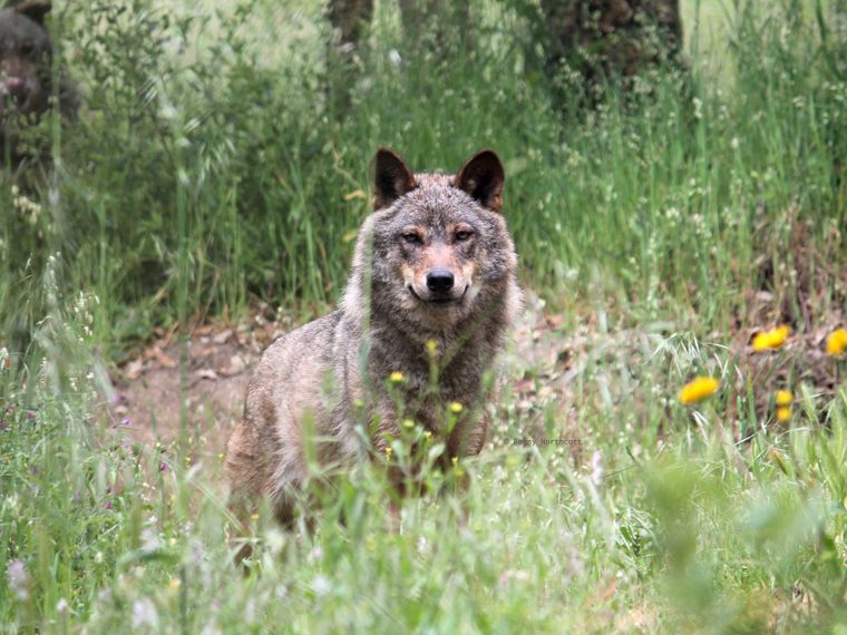Ein Iberischer Wolf steht im Gras auf dem Gelaende des Wolfsschutzprojekts in Portugal