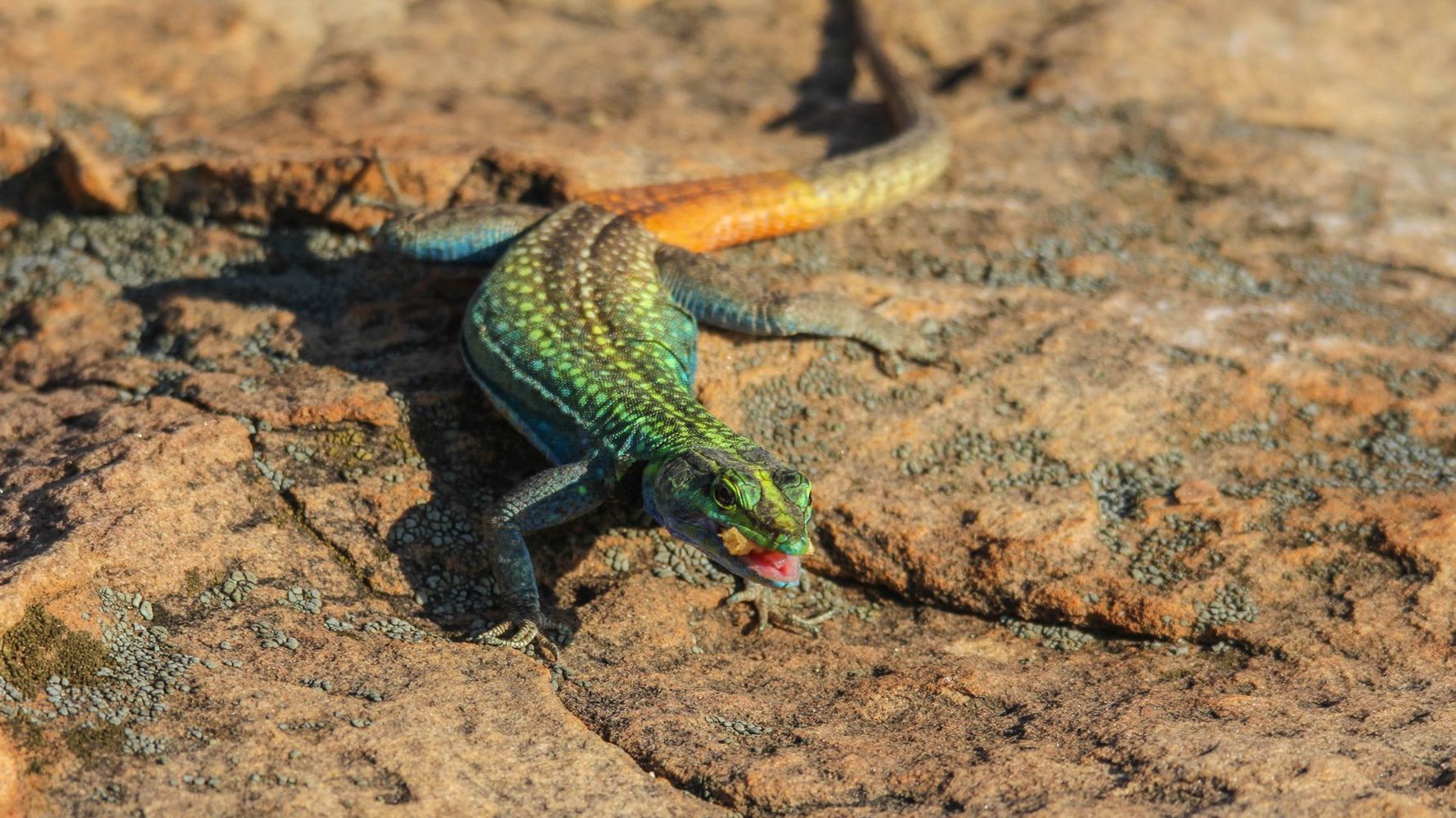 naturreise-suedliches-afrika-erfahrungsbericht-ecoquest-kundenfotos-echse-natucate