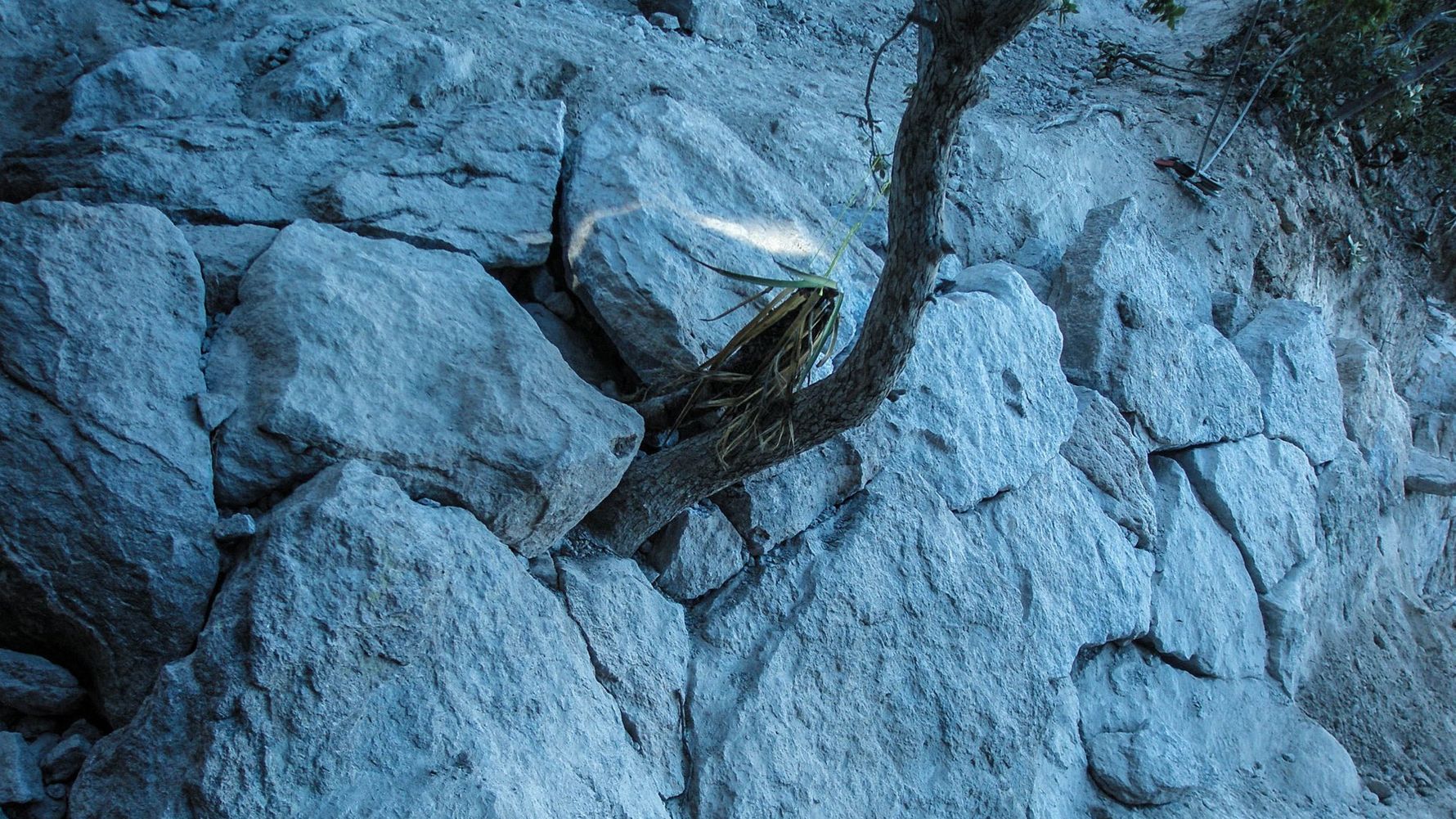 Ein Baum waechst aus einer Felswand