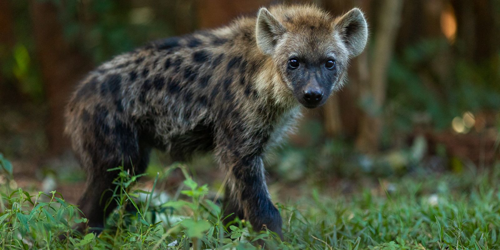 volunteering-malawi-sanctuary-baby-hyena