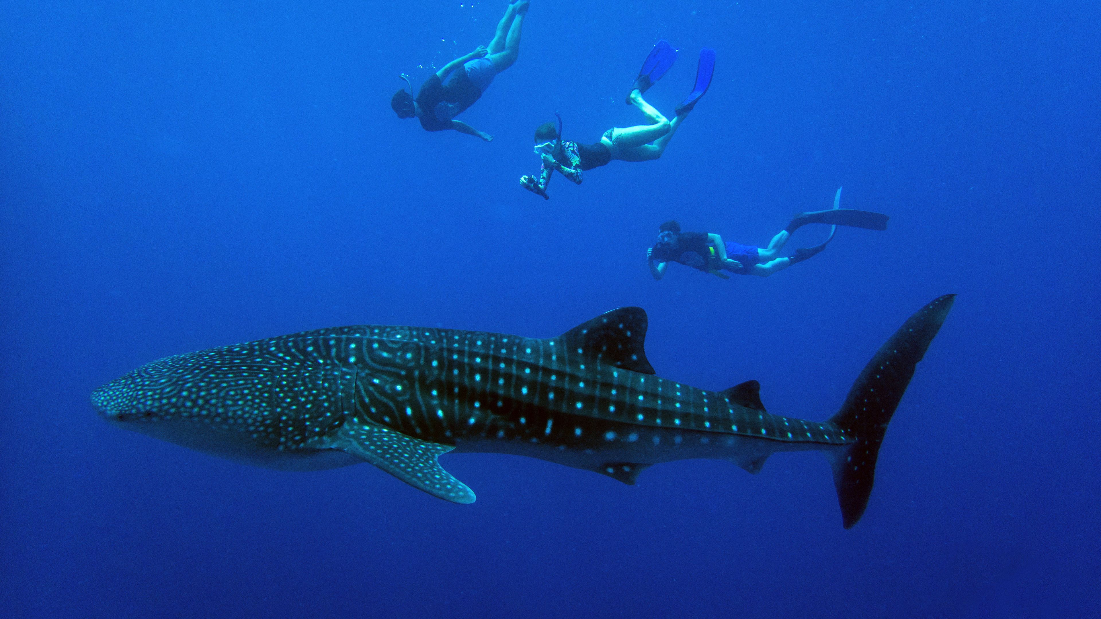 Visit Maldives - Experiences > Connecting with Whale Sharks: The