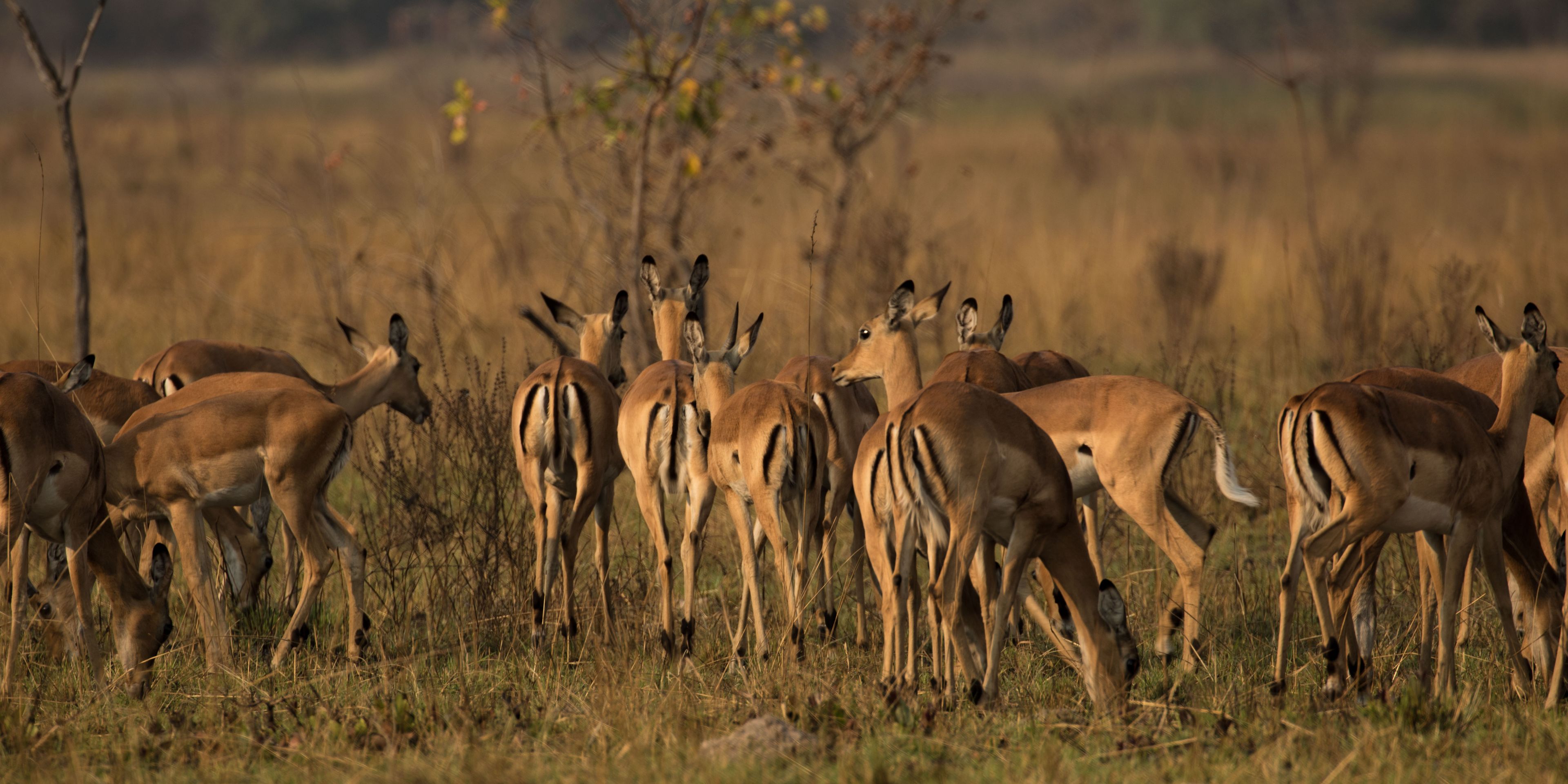 Ranger-Ausbildung in Afrika: Impalaherde im suedlichen Afrika