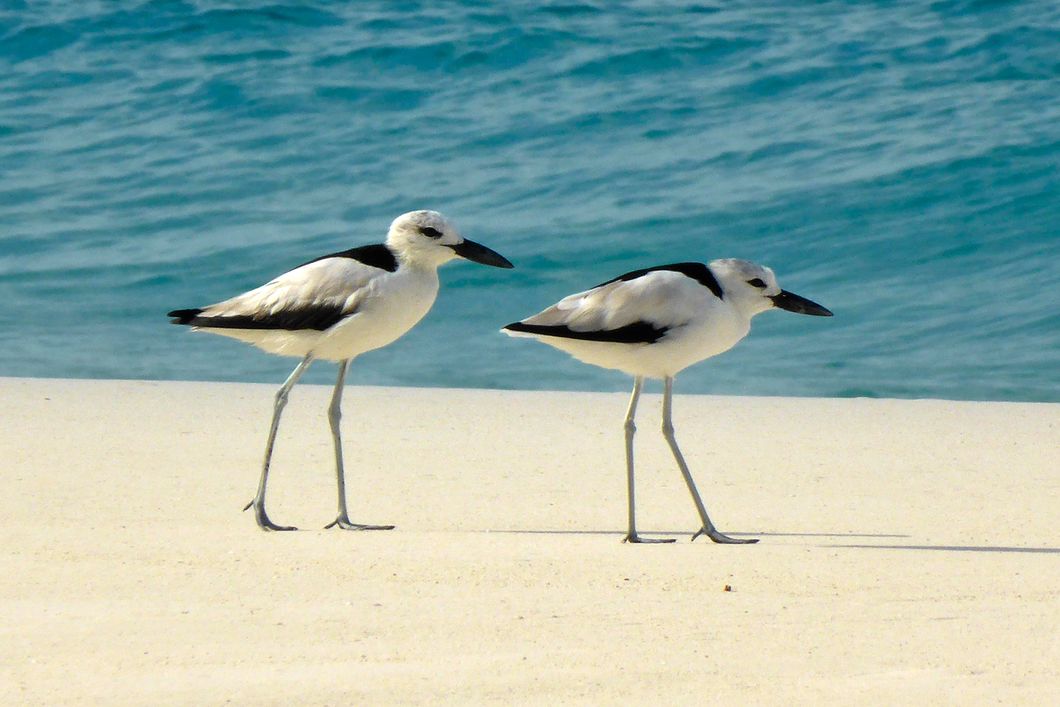 sabbatical-namibia-seychellen-wueste-wasser-vogelwelt-natucate