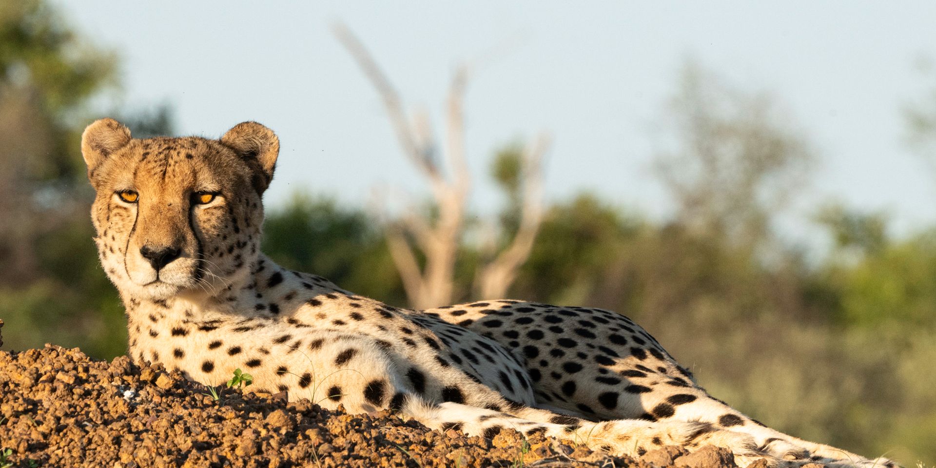 natucate-volunteering-south-africa-marataba-cheetah