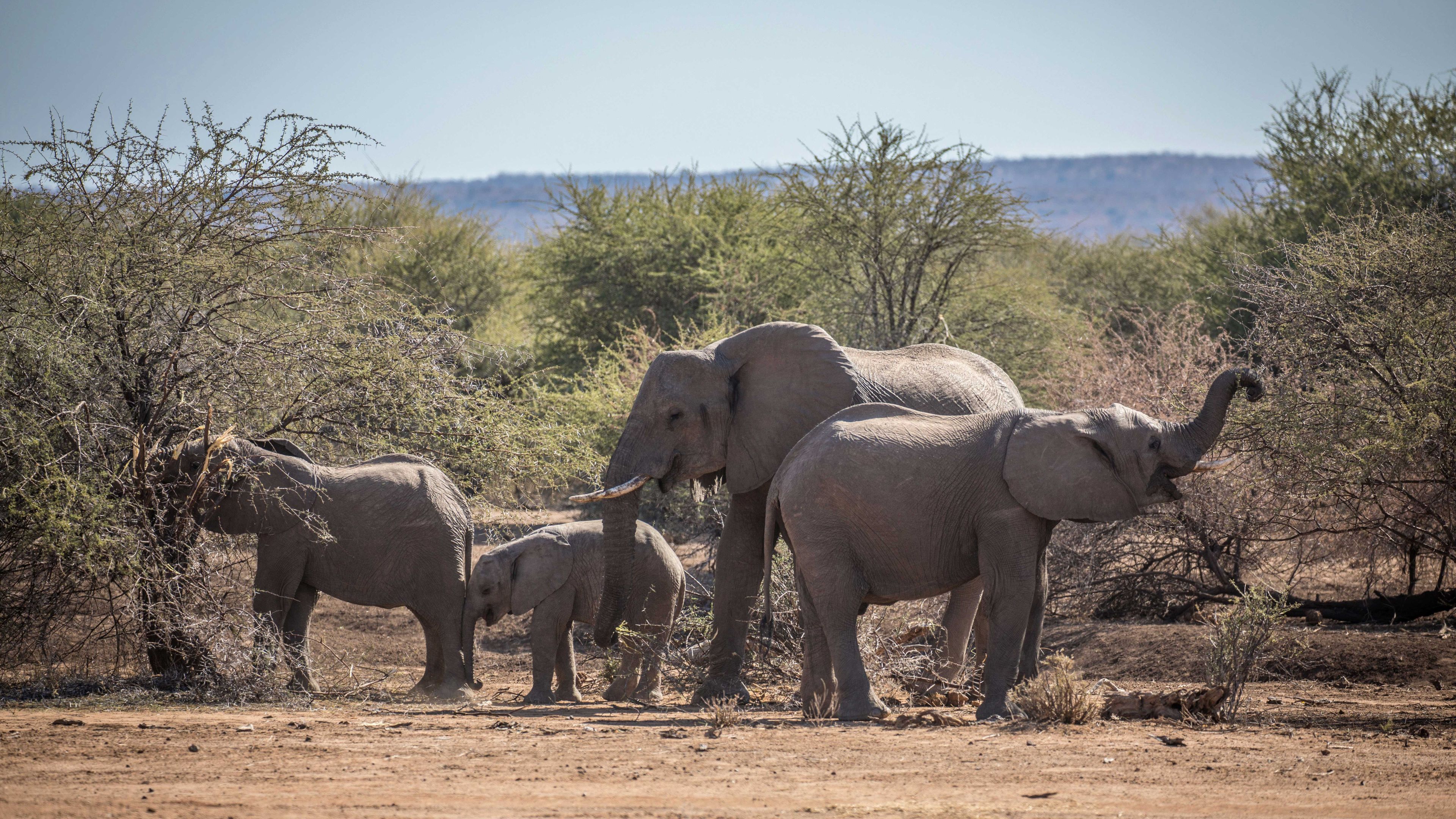 landingpage-naturreise-afrika-elefanten-natucate