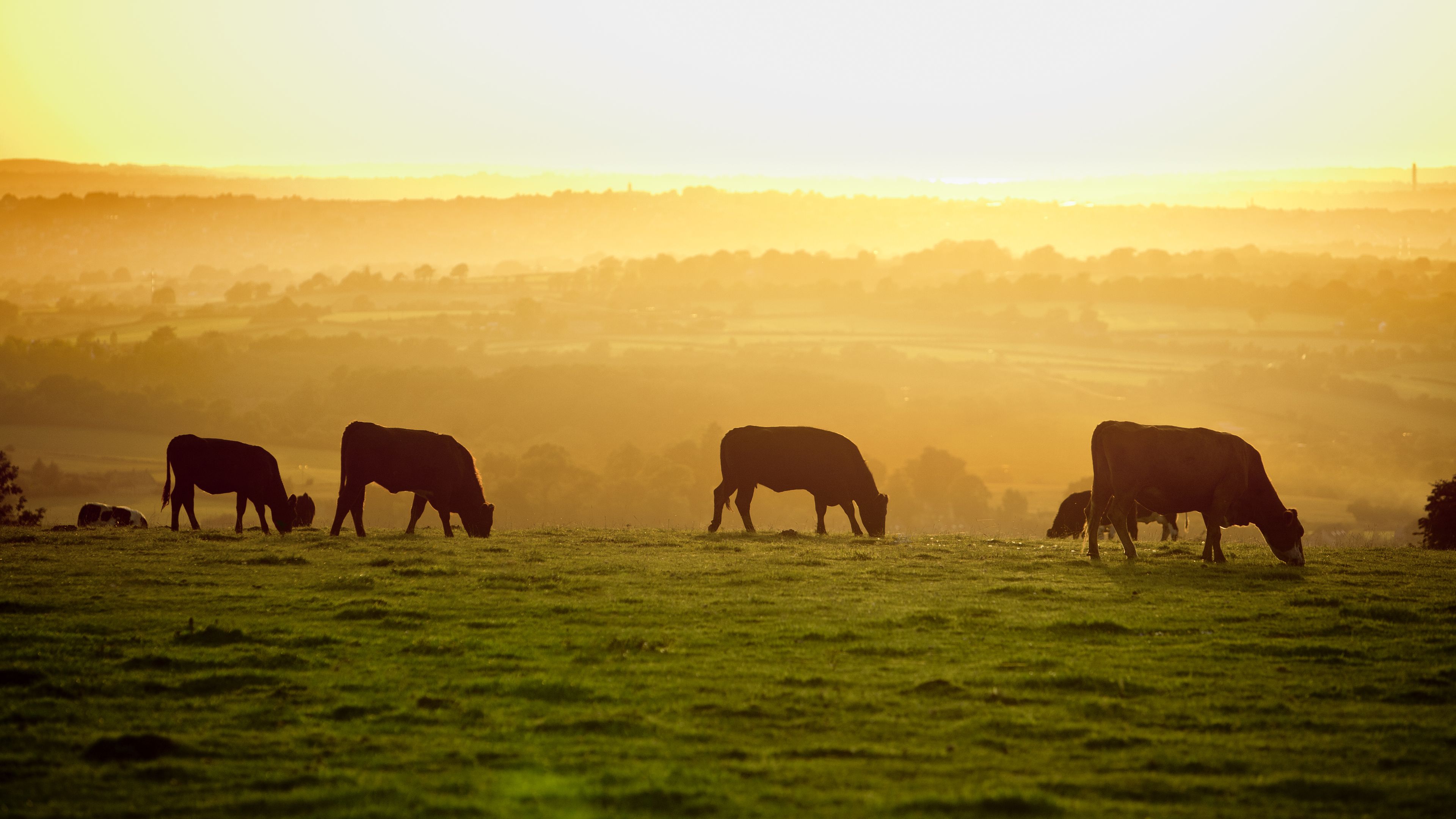 Landwirtschaftspraktikum auf einer Farm in den Huegelebenen Nordamerikas