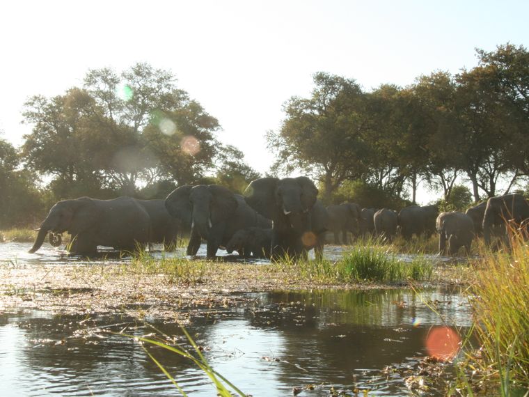 blog-ratgeber-botswana-okavango-delta-elefanten-blog-natucate