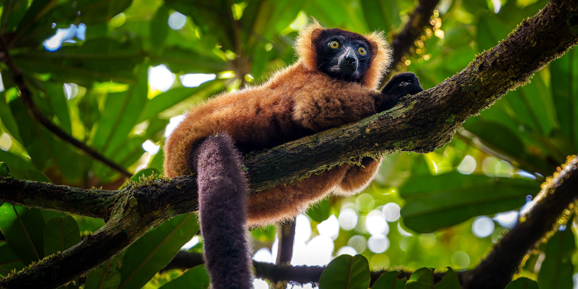 natucate-madagascar-pwe-mody-lemur-tree-chilling