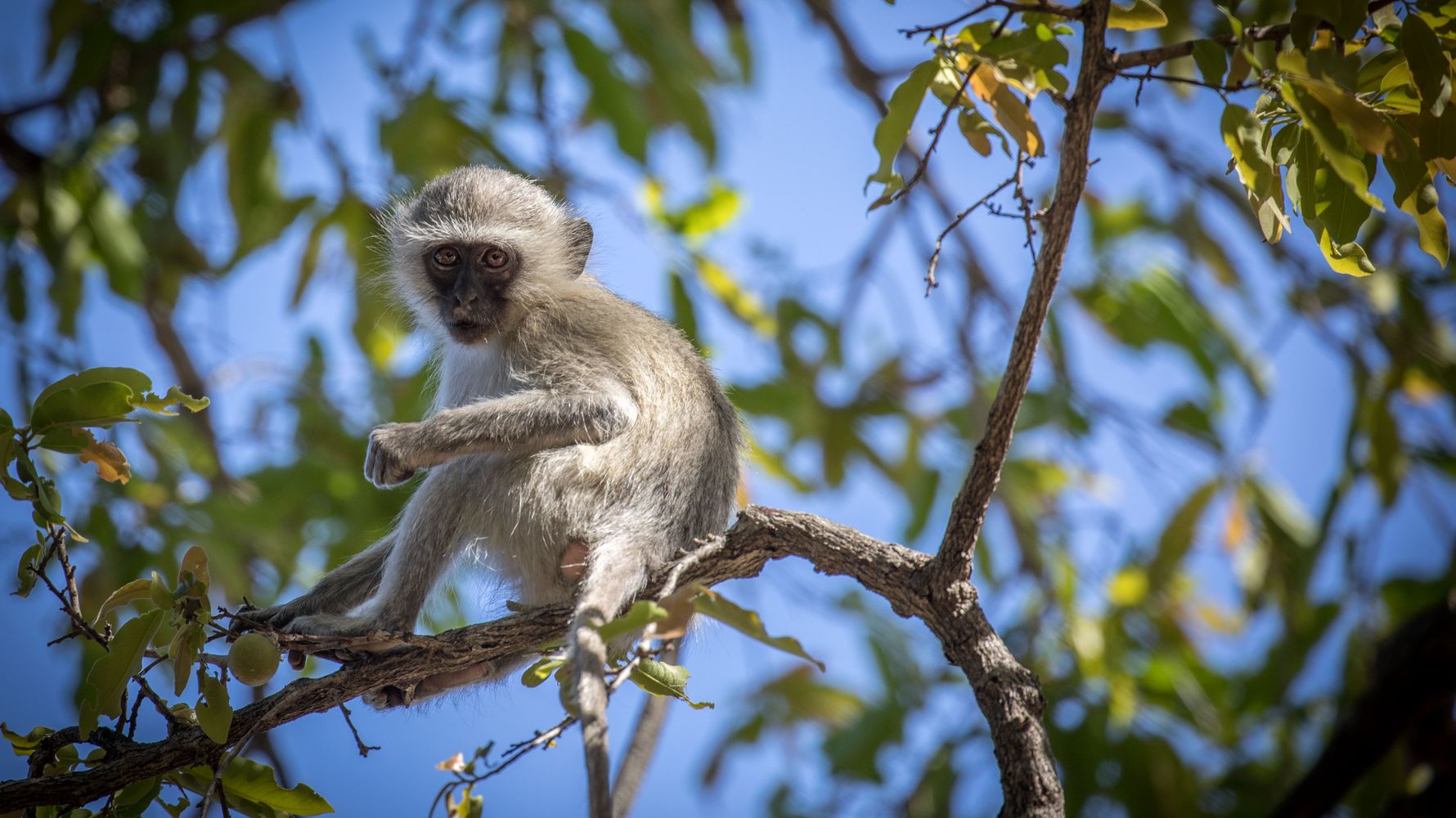 erfahrungsberichte-suedafrika-fgl1-rangerausbildung-kundenfotos-affe-natucate
