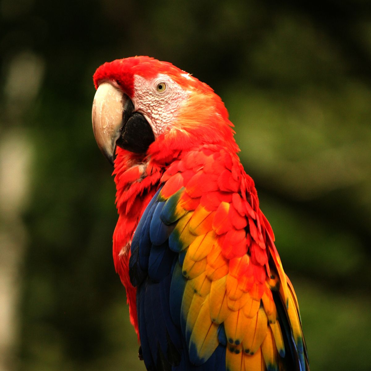 artenschutz-papagei-wilderei-lateinamerika-blog-natucate