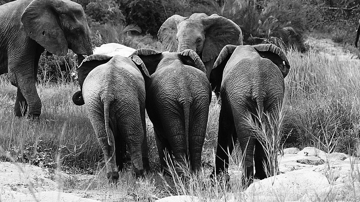 blog-sabbatjahr-rechtliche-fragen-elefanten-natucate