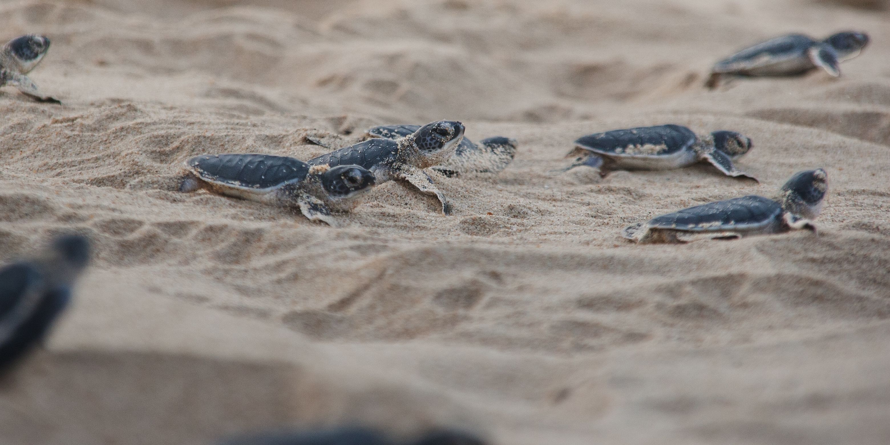 Viele Babyschildkr&ouml;ten am Strand