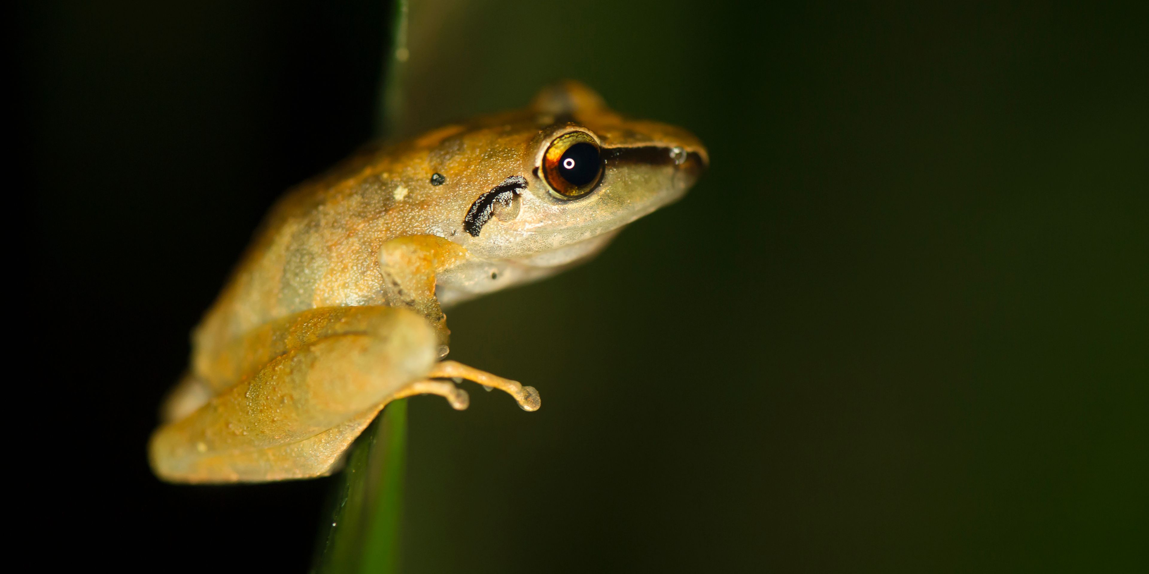 Ein Frosch sitzt auf einem Blatt waehrend eines Kurses zu Amphibien im Amazonas