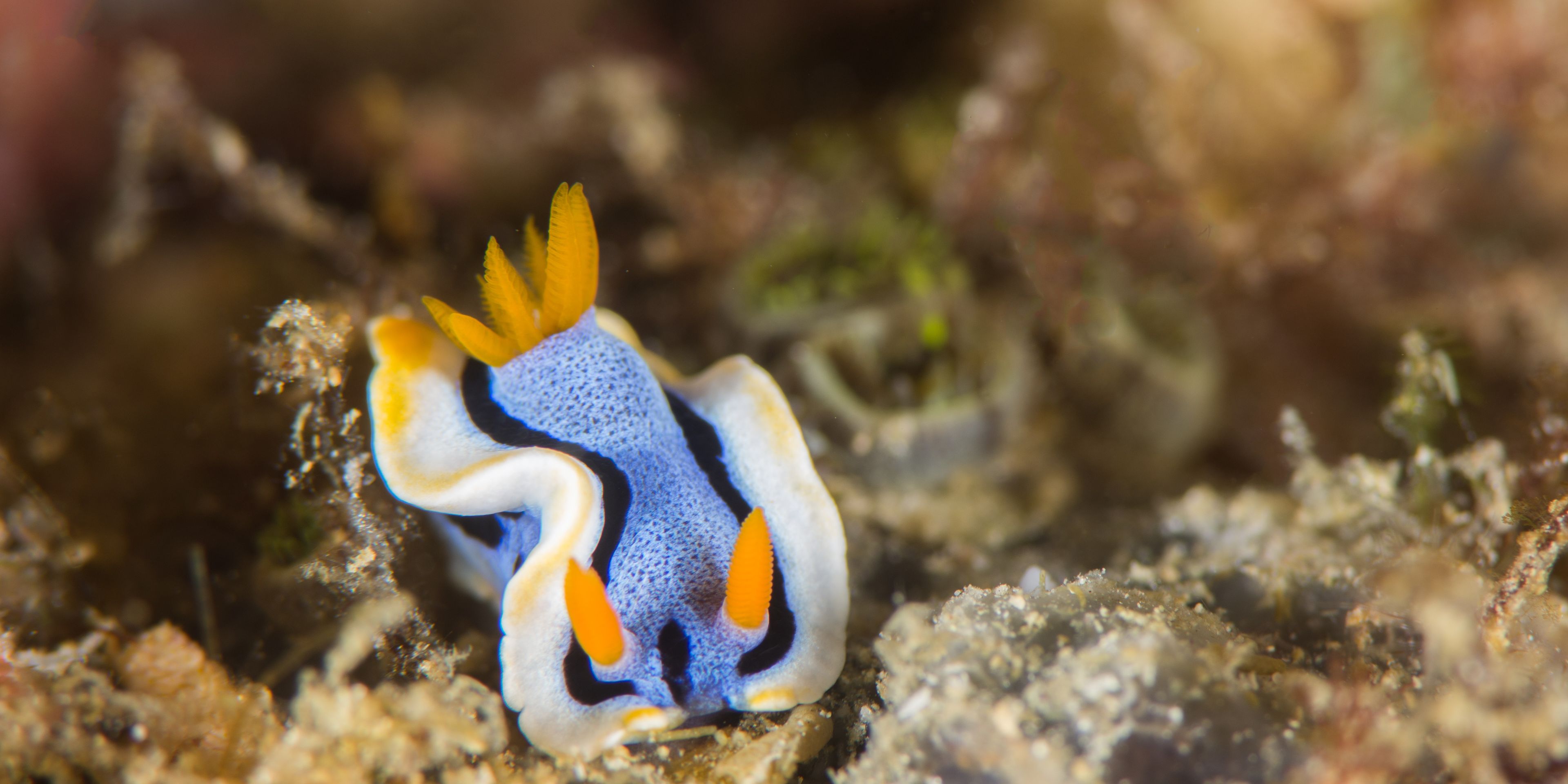 The coral reefs of the philippines are home to many different lifeforms