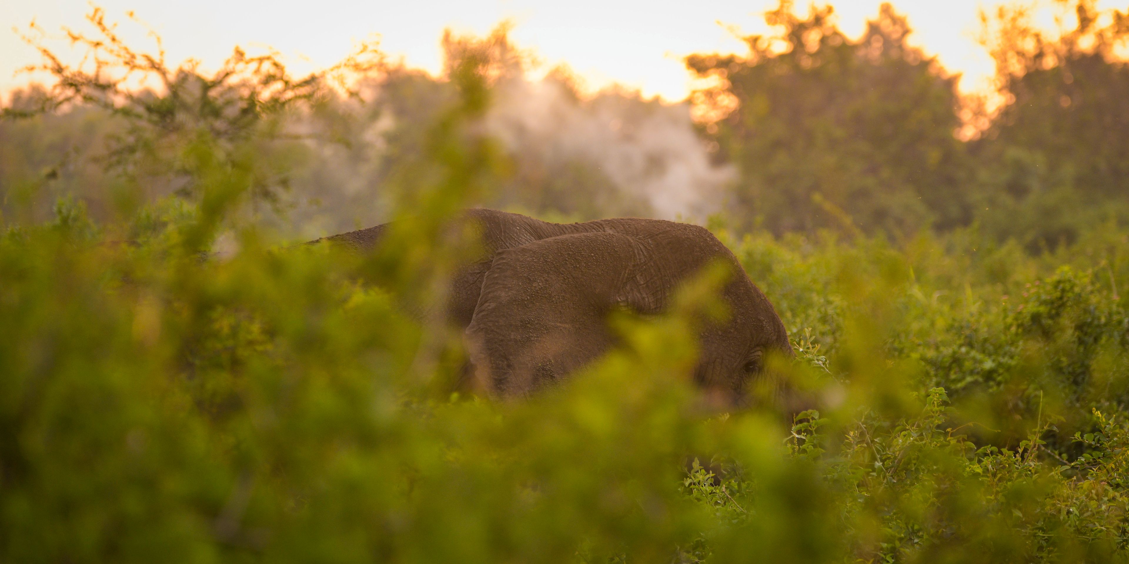 Elephant hiding behind bush