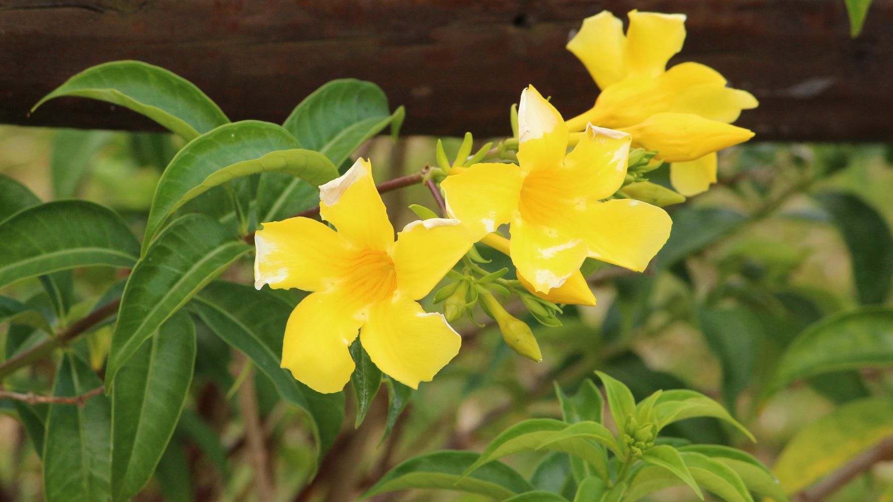 blog-ratgeber-mauritius-kestrel-valley-blumen-natucate