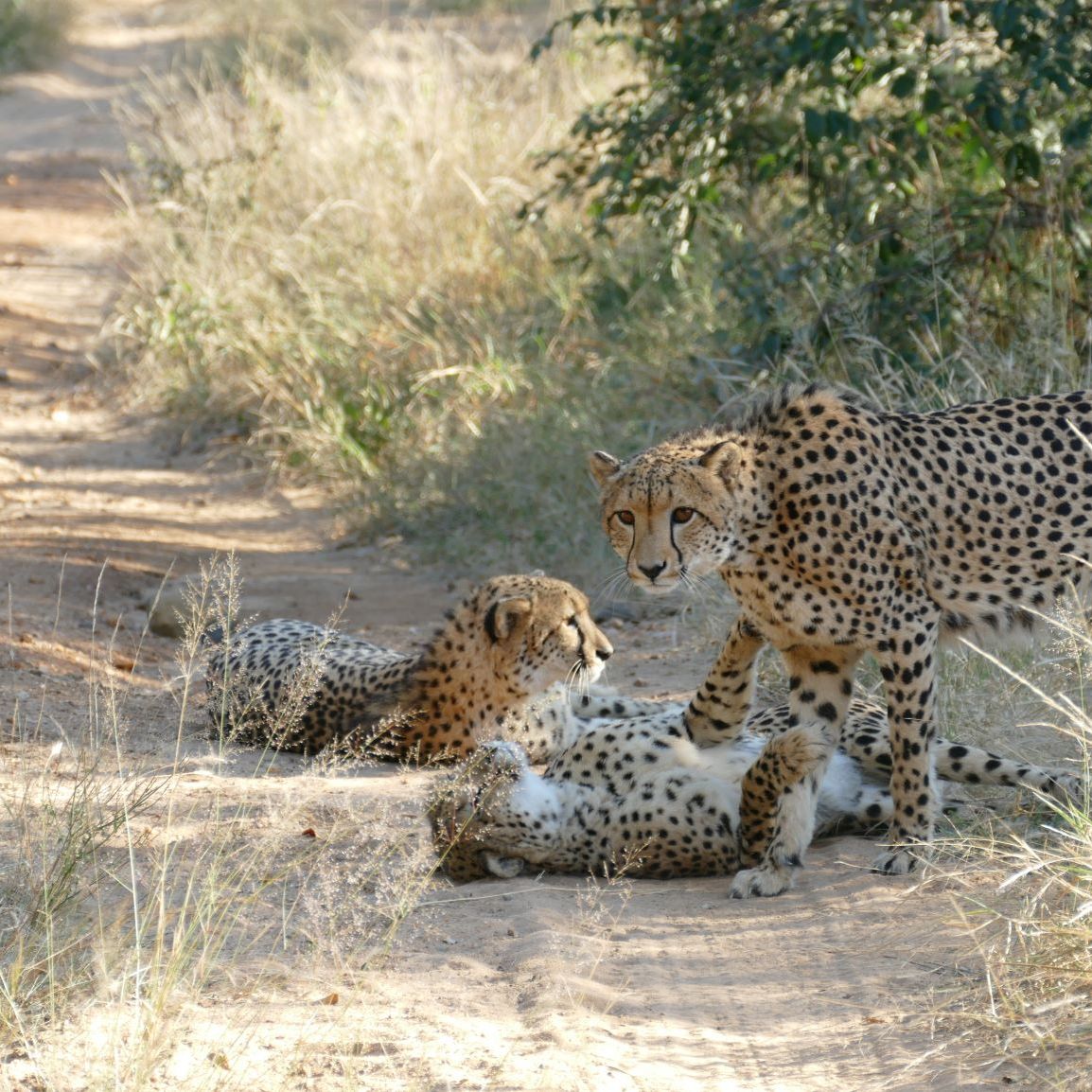 erfahrungsberichte-rangerkurse-suedafrika-field-guide-level-1-elisabeth-geparden-natucate