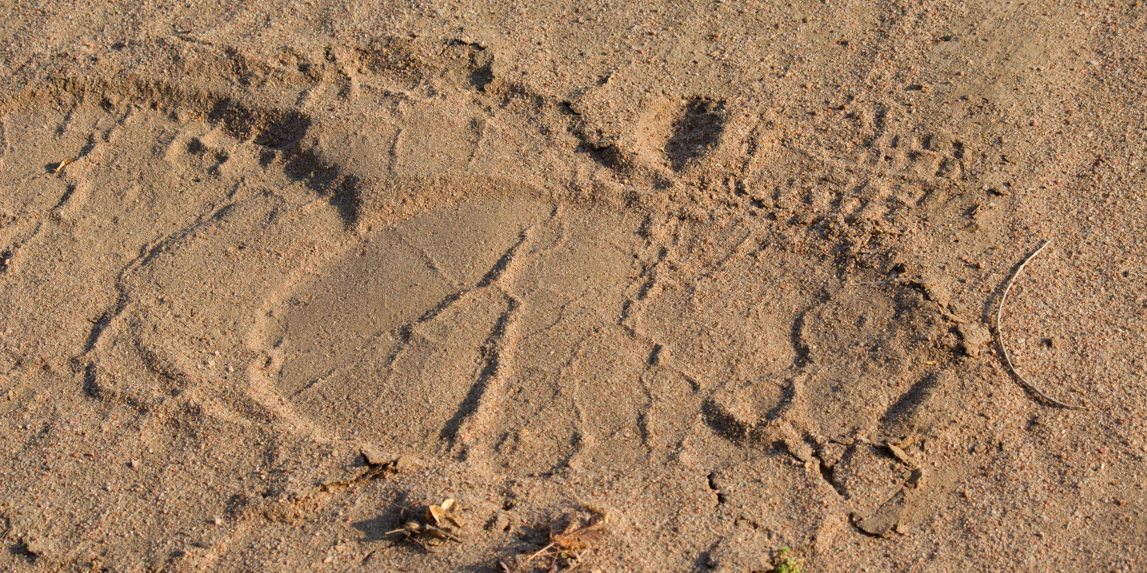 Elefantenspur im Sand