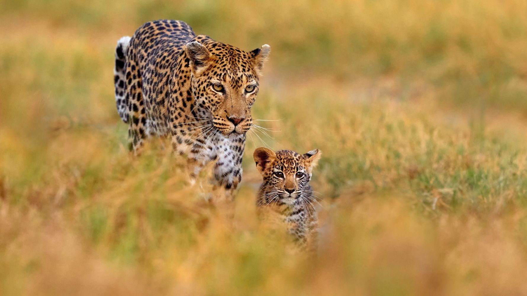 natucate-blog-leopard-and-cub