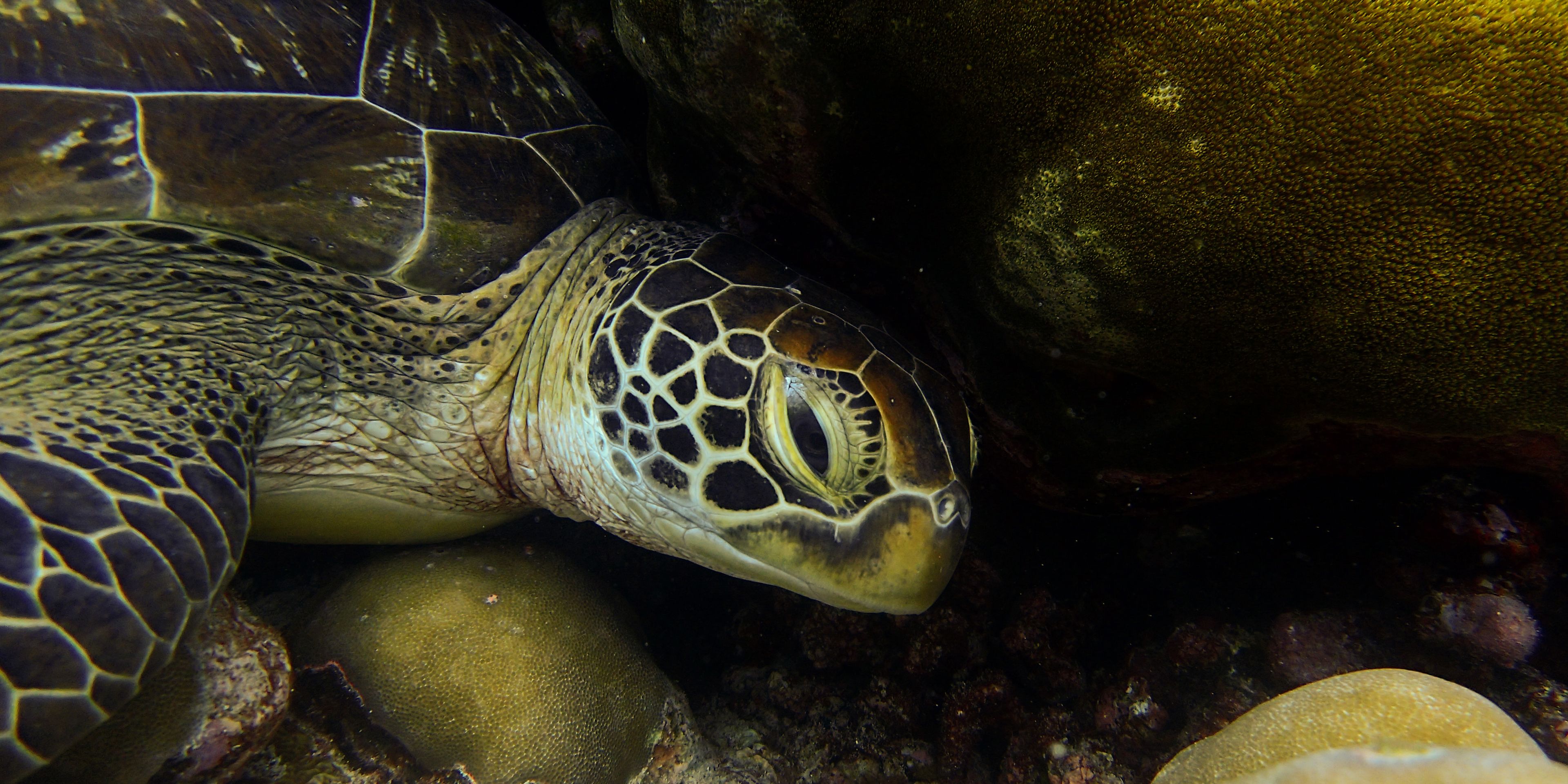Nahaufnahme einer Gruenen Meeresschildkroete im Indischen Ozean