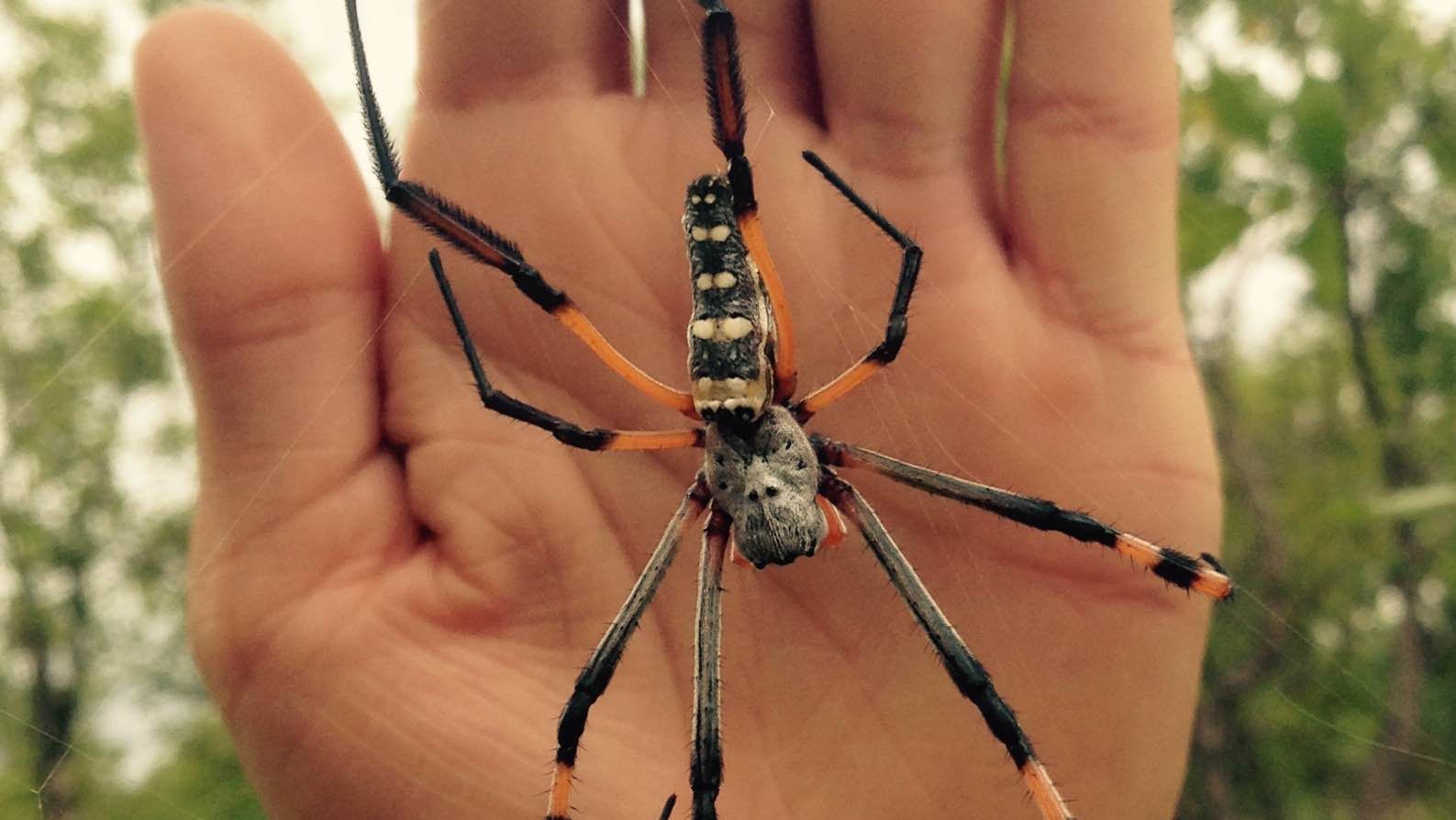Rangerausbildung:Eine handgrosse Spinne in ihrem Netz