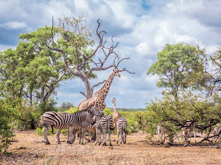 blog-ratgeber-suedafrika-limpopo-giraffe-natucate