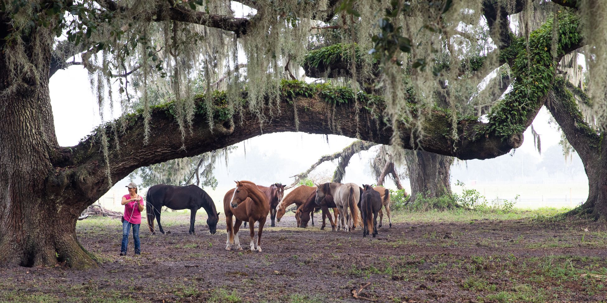 Eine Herde Mustangs sammelt sich unter einem alten Baum