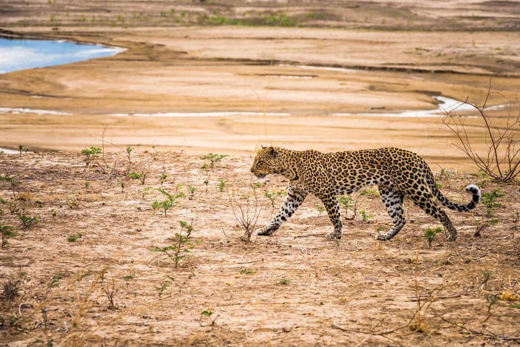natucate-trip-zambia-safari-walking-robin-pope-leopard-walking