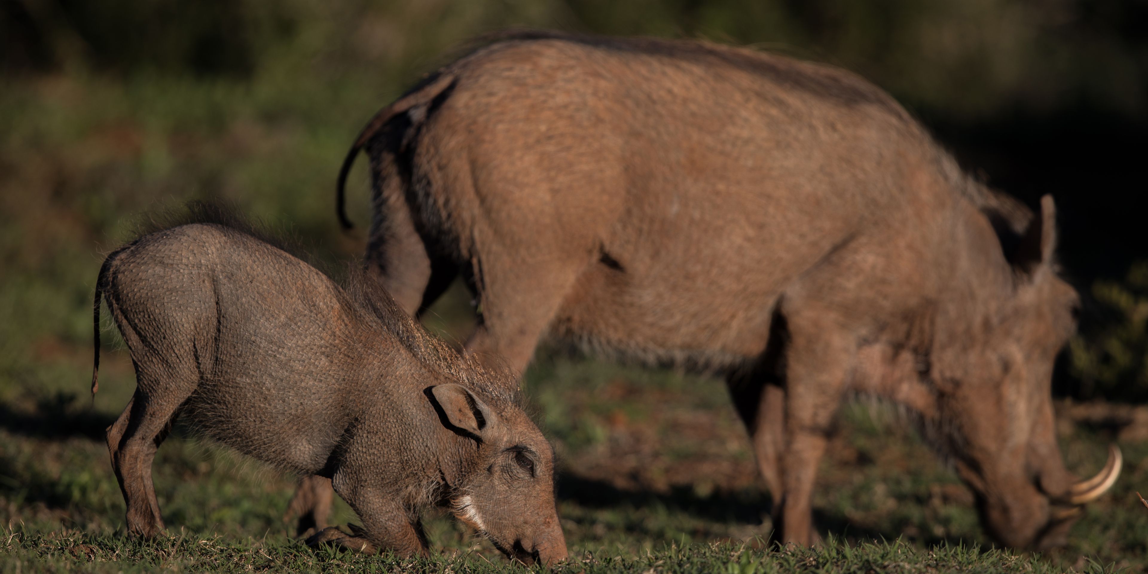 safari-botswana-zu-fuss-durchs-okavango-delta-warthog