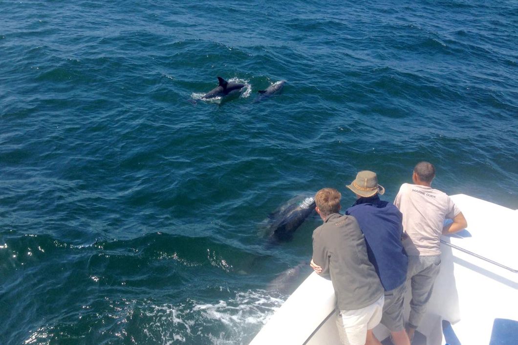 Aufnahme einiger Marine Guide-Studenten, die bei einem Bootsausflug eine Gruppe von Delfinen beobachten
