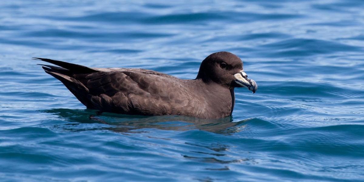 freiwilligenarbeit-neuseeland-punakaiki-vogel-ozean-natucate