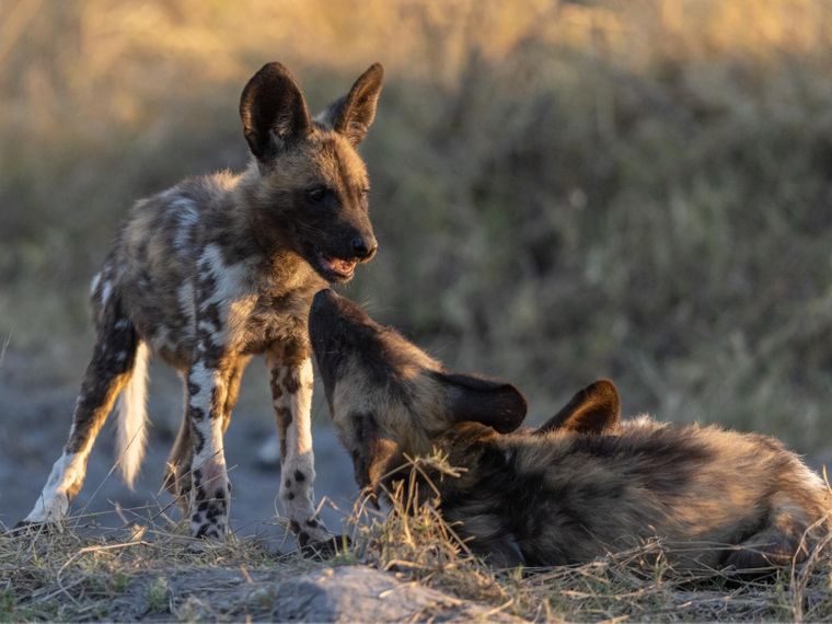 Zwei afrikanische Wildhund Welpen spielen gemeinsam in Botswana