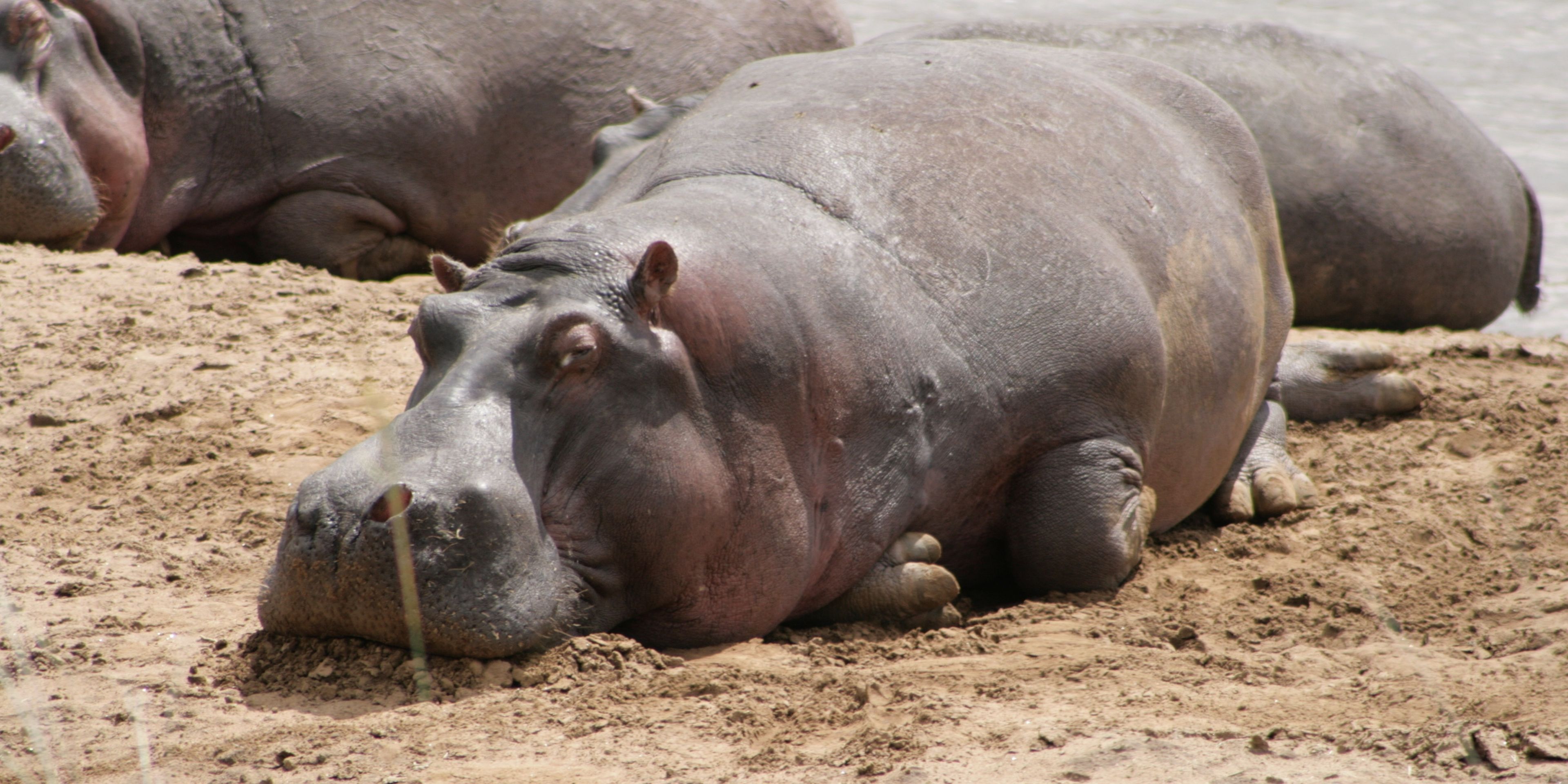 natucate-trip-kenia-masai-mara-ecoquest-hippo