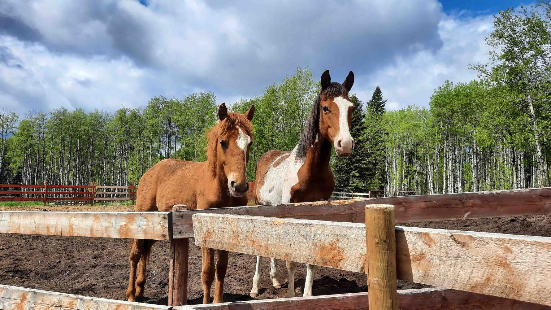 erfahrungsberichte-freiwilligenarbeit-kanada-pferdeschutz-lisa-natucate-zwei-junge-pferde-am-zaun