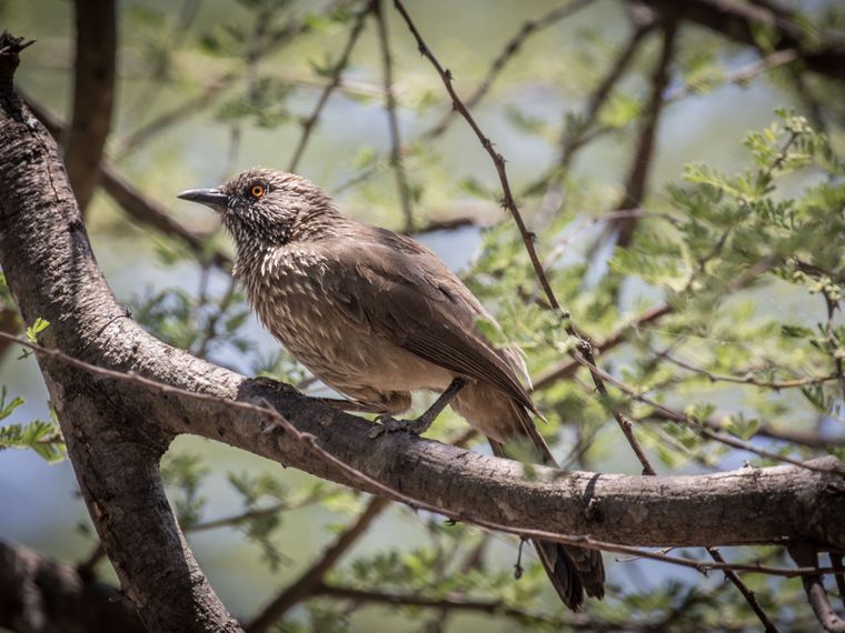 rangerausbildung-wissen-vogelkunde-vogel-baum-natucate
