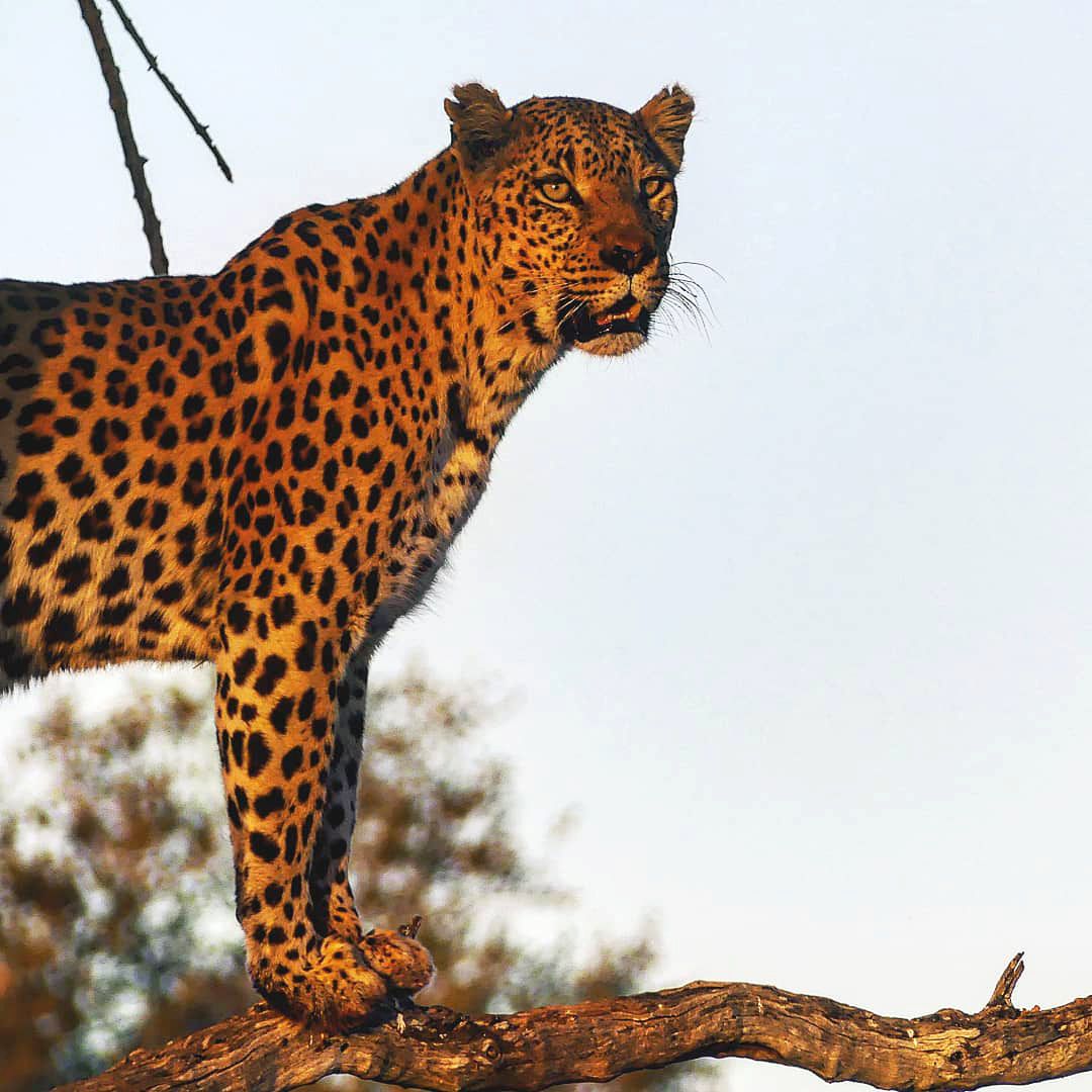erfahrungsbericht-sabbatical-afrika-julian-leopard-natucate