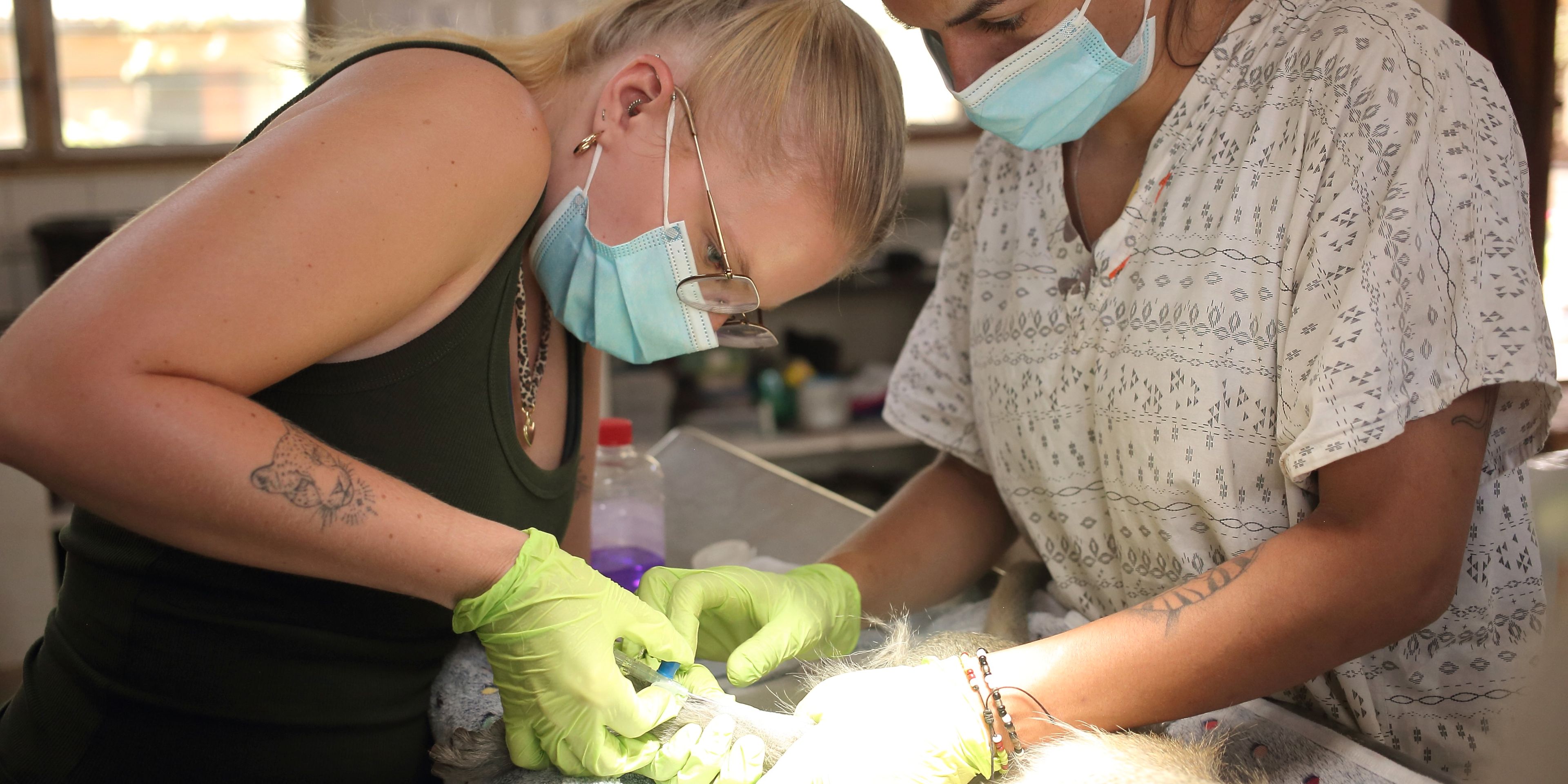 natucate-malawi-internship-vervet-monkey-health-check