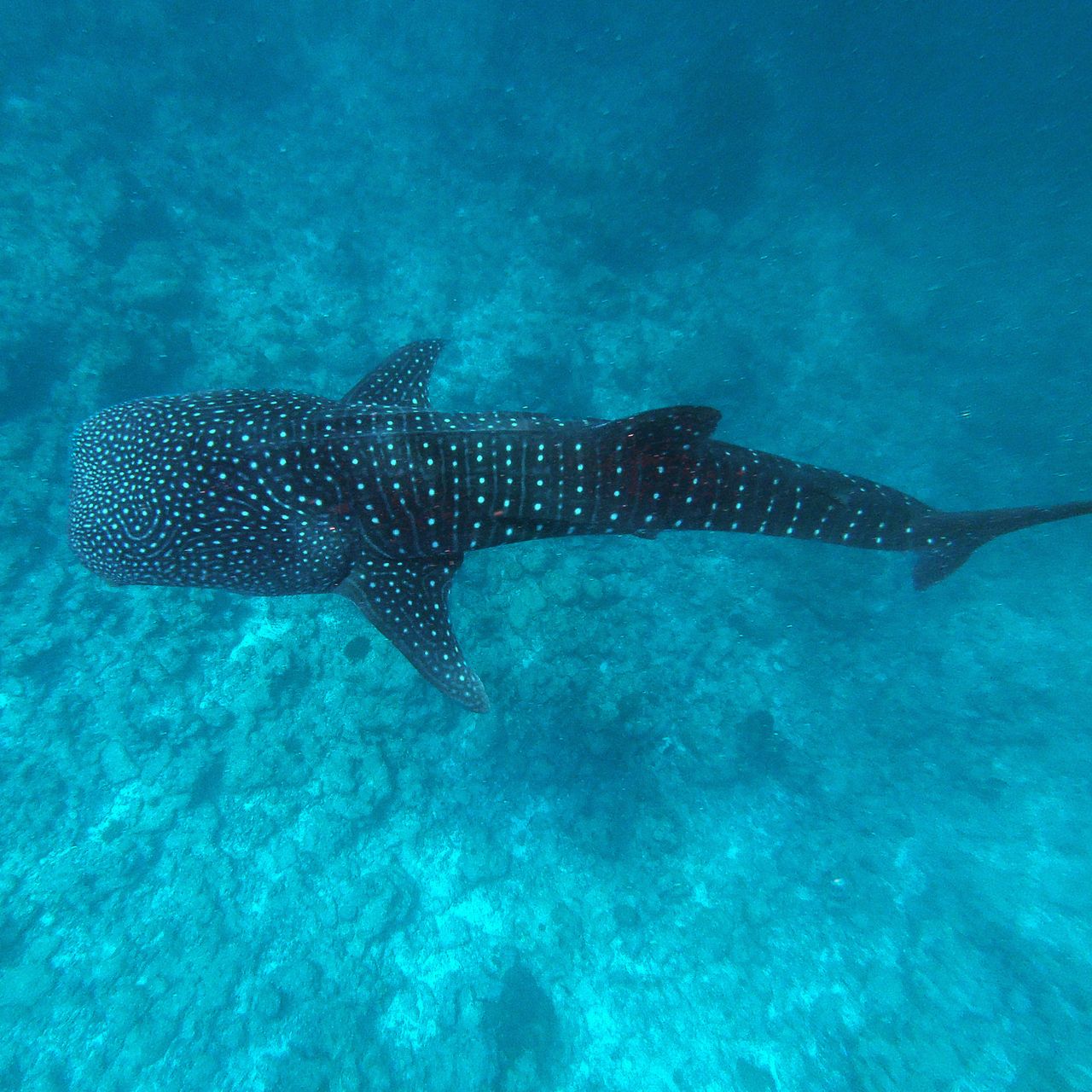 erfahrungsberichte-freiwilligenarbeit-malediven-walhaie-roland-walhai-unterwasser-natucate