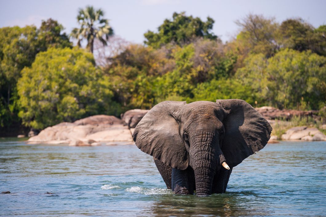 safari-sambia-von-livingstone-bis-kafue-kaingu-camp-elefant-im-wasser