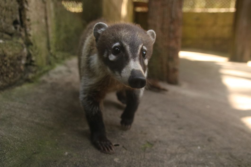 reisen-freiwilligendienst-guatemala-wildtierschutz-nasenbar-baby