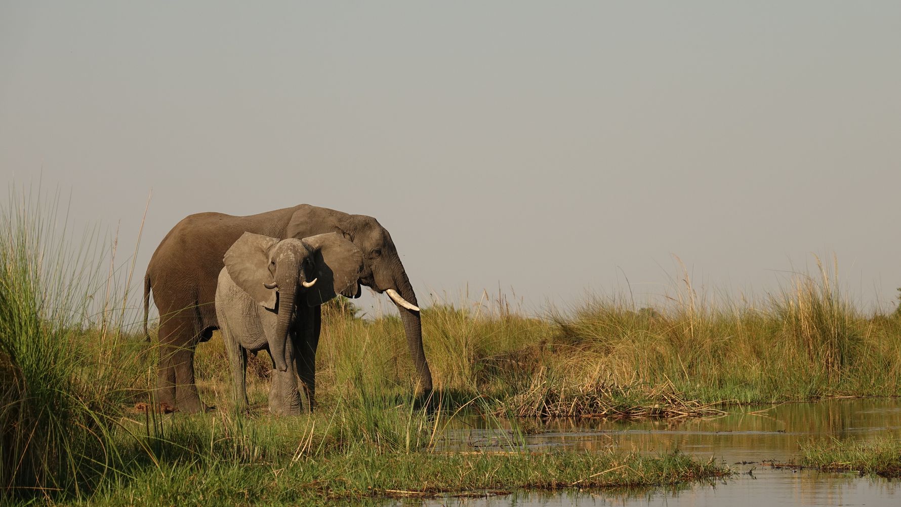 blog-ratgeber-botswana-chief-s-island-elefanten-natucate