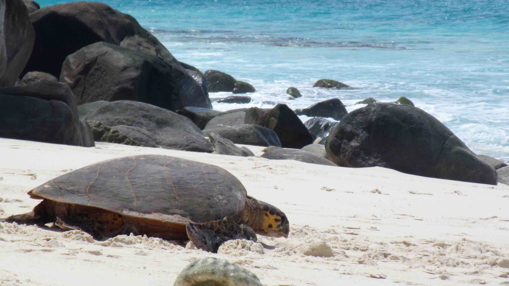 artenschutz-meeresschildkroete-gefaehrdet