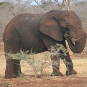 erfahrungsberichte-rangerkurse-suedafrika-field-guide-level-1-niklas-elefant-natucate