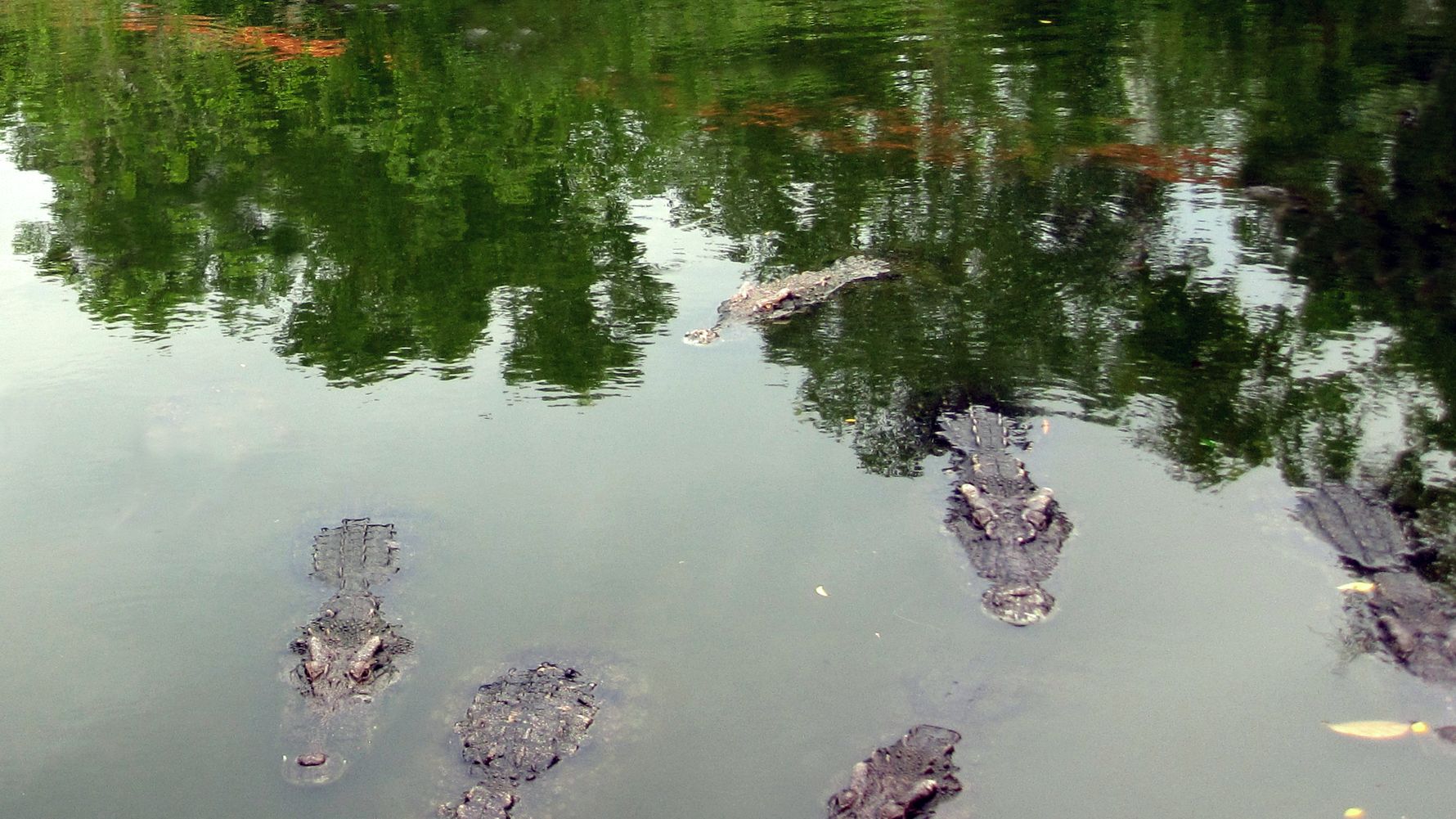 laenderinformationen-vietnam-krokodile-natucate