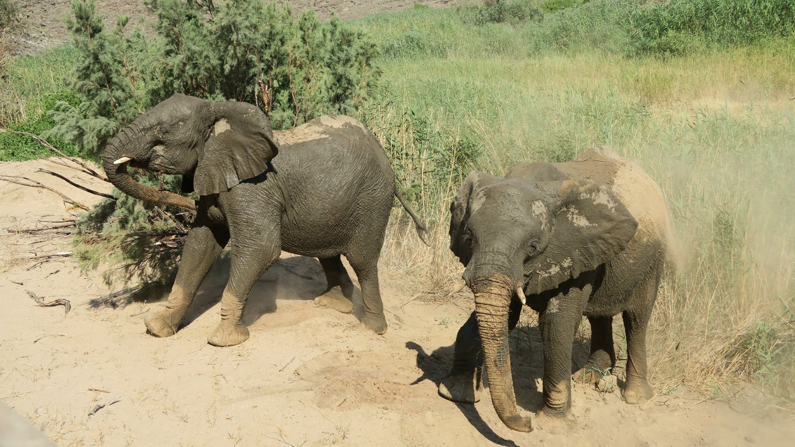 erfahrungsberichte-freiwilligenarbeit-namibia-elefantenschutz-lena-elefanten