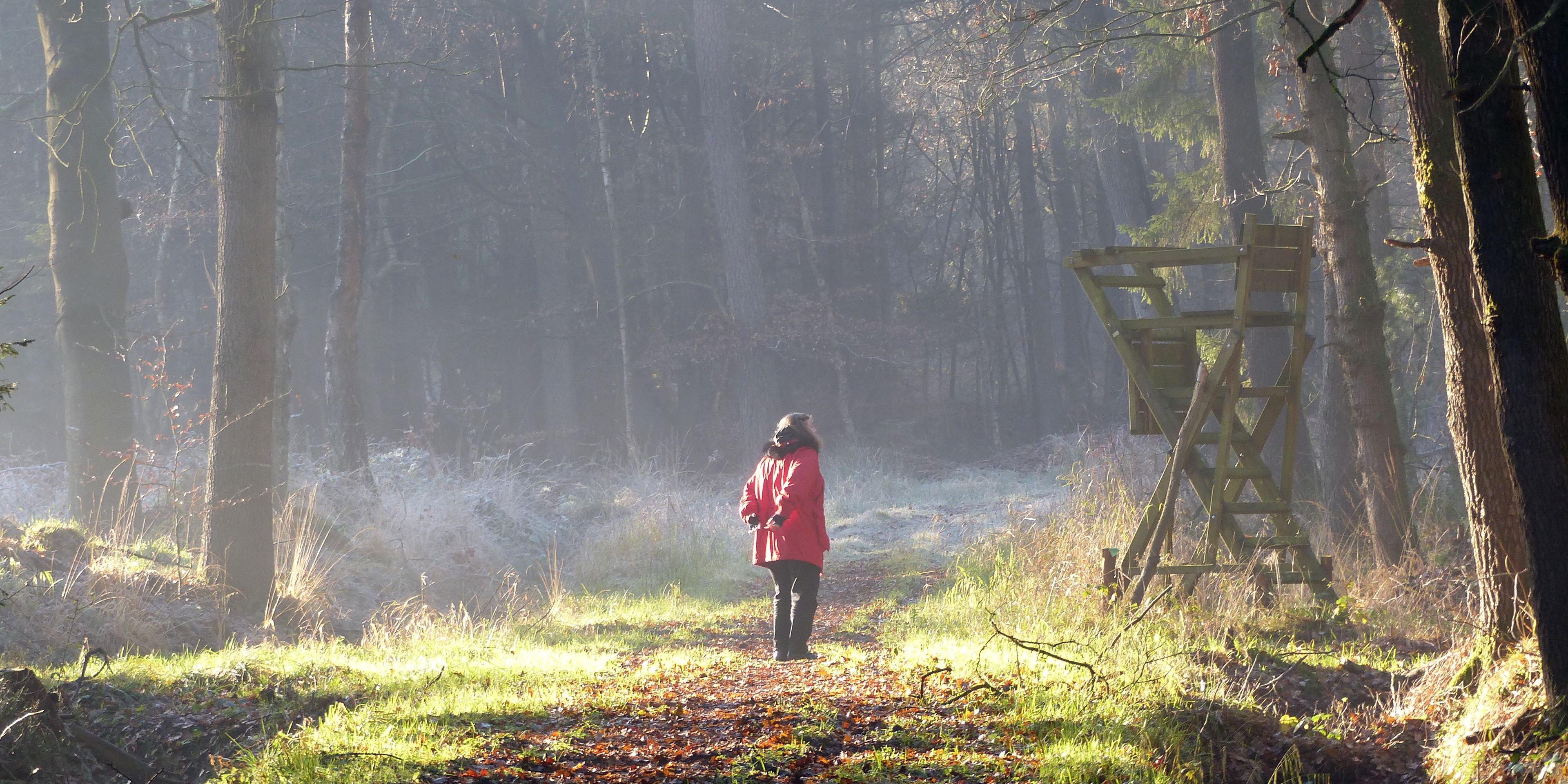 naturreise-deutschland-ostfriesland-ecotour-wald-natucate