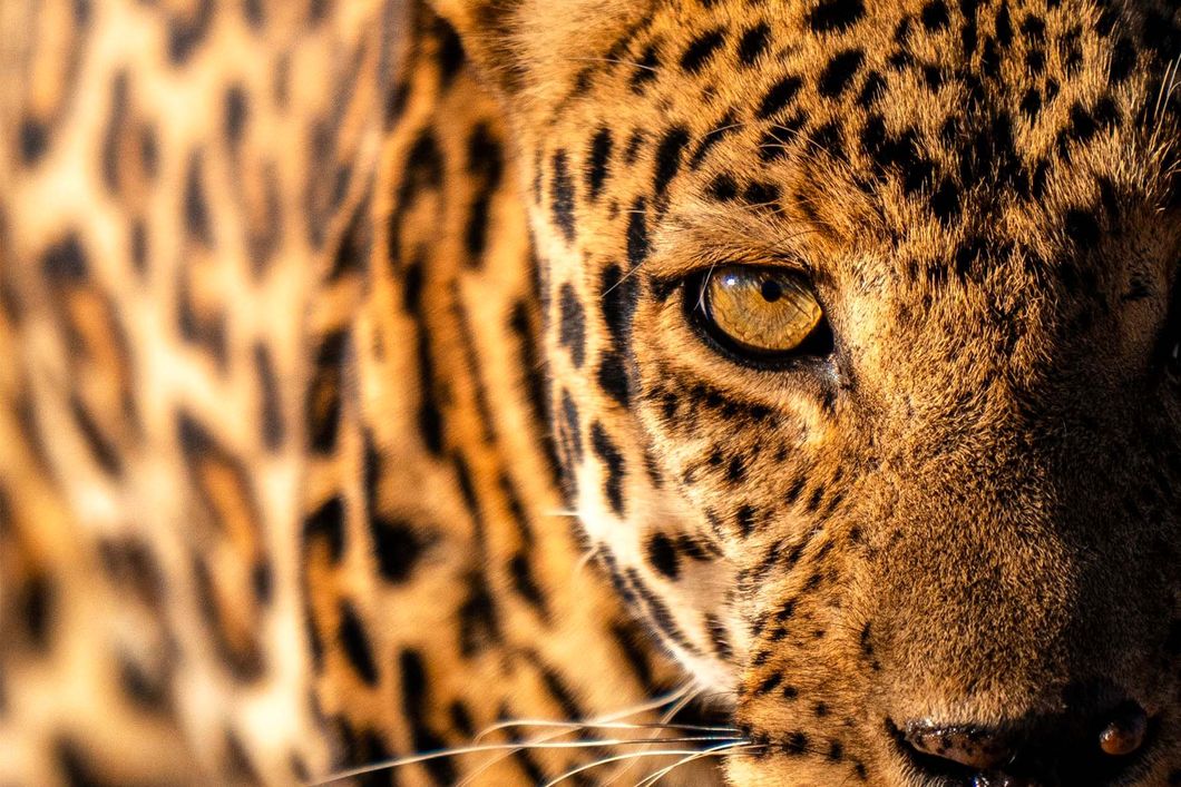 natucate-pwe-tanzania-usangu-leopard