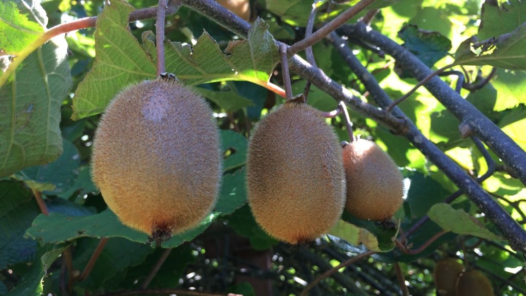 blog-naturwissen-co2-kiwi-natucate