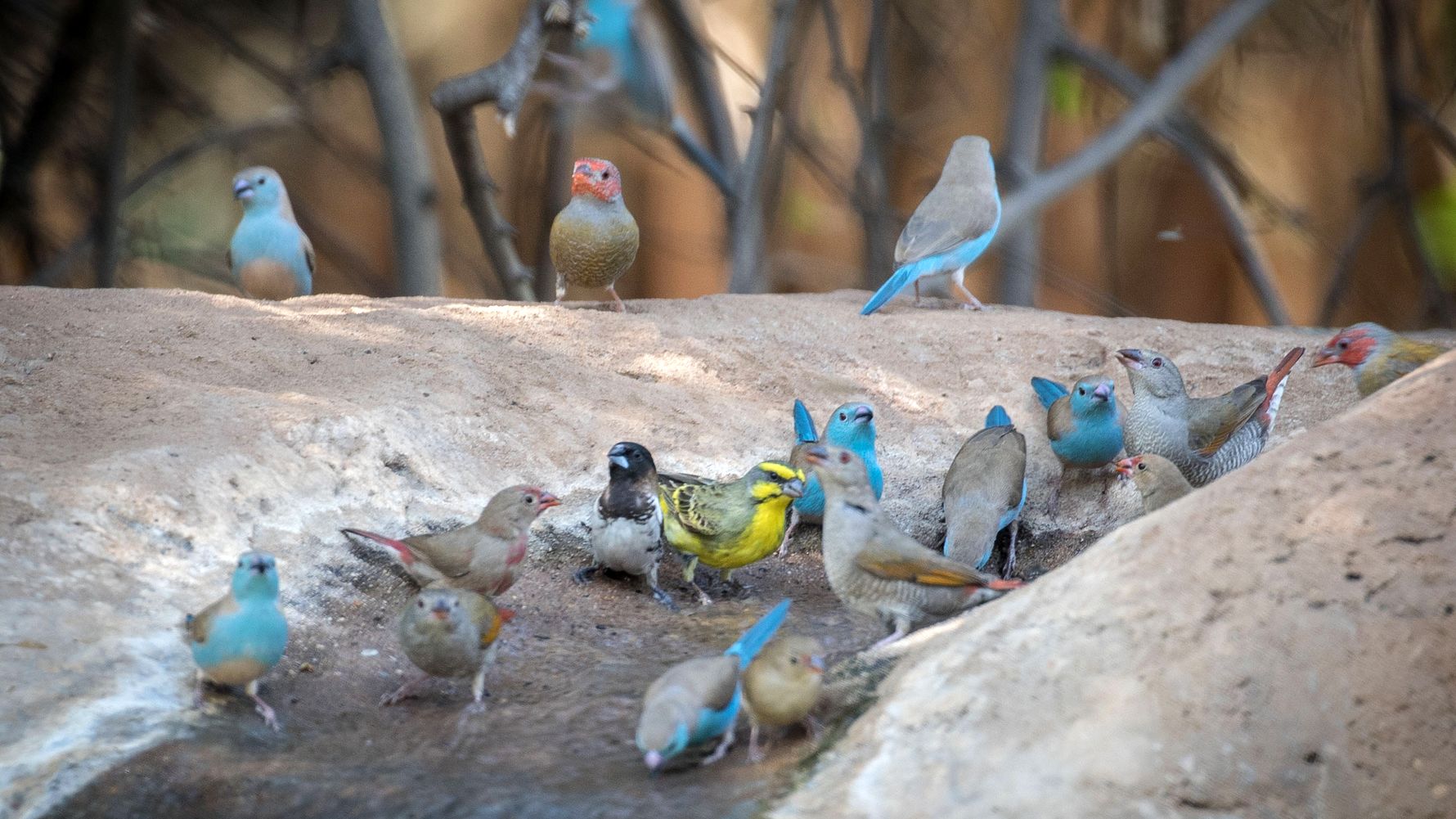 landingpage-naturreise-afrika-voegel-birding-natucate